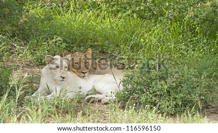 White lion of Timbavati with a fawn colored lion in the pride