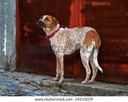 Guard dog in front of a gate in a village in Portugal