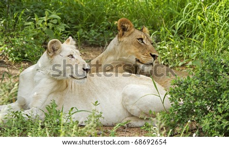White lion of Timbavati with a fawn coloured lion in the pride