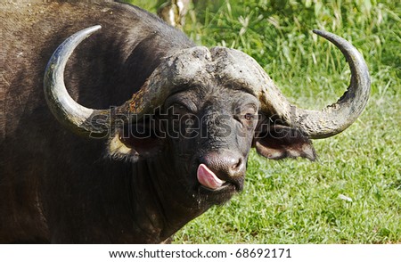 Close-up of African buffalo, one of the big five