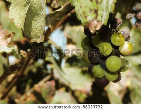 Close-up of grapes in a vineyard in Portugal