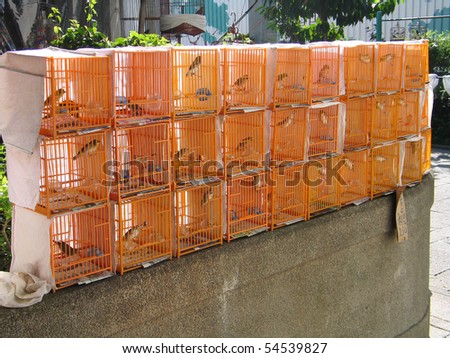 Birds for sale in the Kowloon bird market