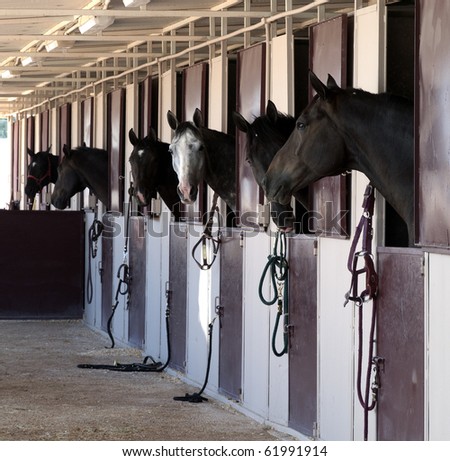 horses in their stalls - stock photo