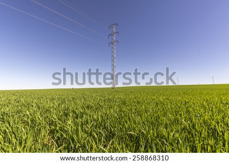 Electric tower in green field, wheat crop