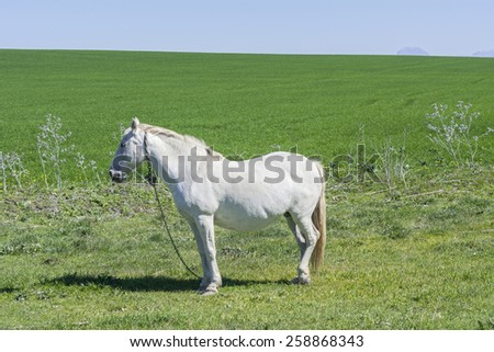White horse in the countryside, staying relaxed