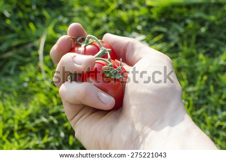 Human hand keep a tomatoes and green background