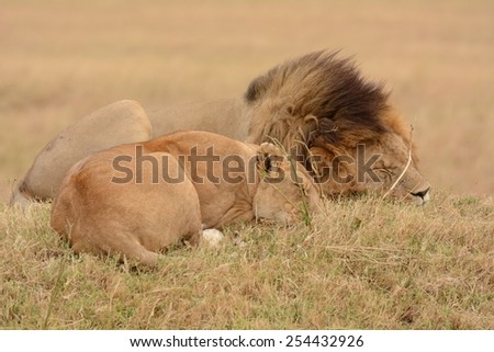 lions couple sleeping