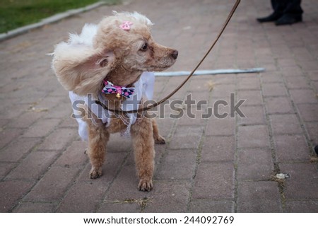 dog on the leash with bow