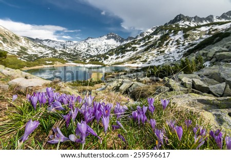 Field Of Blooming Crocuses In The Spring In The Mountains by a Lake With Spots of Snow