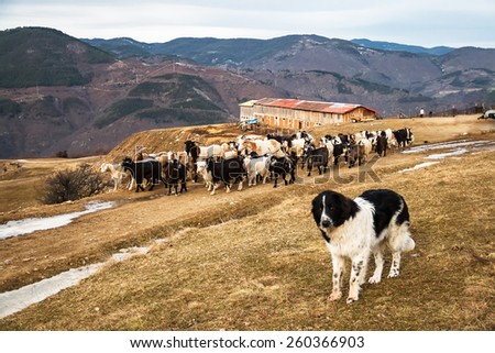 Black and White Shepherd Dog and a Flock of Goats and Sheep walking on a dirt road next to a barn