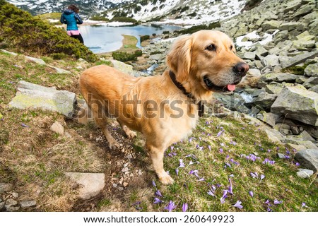 Dog on a Mountain Field with Crocuses by a mountain lake and pile of Rocks