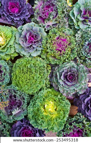 Ornamental cabbages, winter flowers