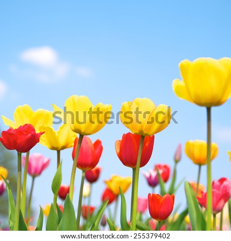 Colorful tulip field, It smells like spring