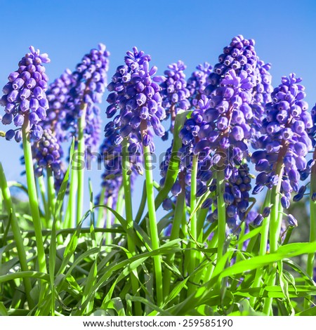 Bunch of grape hyacinth in close-up view against blue sky, spring flowers