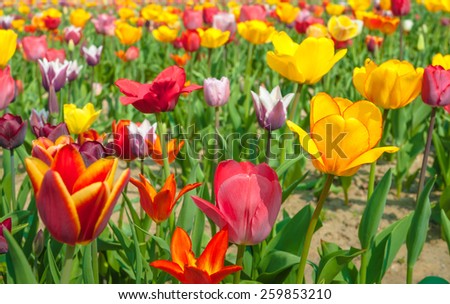 Colorful tulip field in closeup view, spring beginning