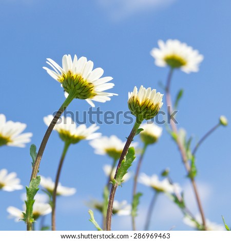 Oxeye daisies stretching their heads to the sun, view from below