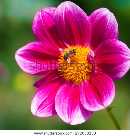 Single pink dahlia blossom with a bee; Busy as a bee