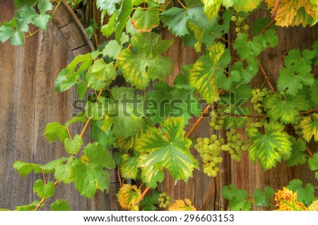 Vines with white grapes on old wooden barrel heads