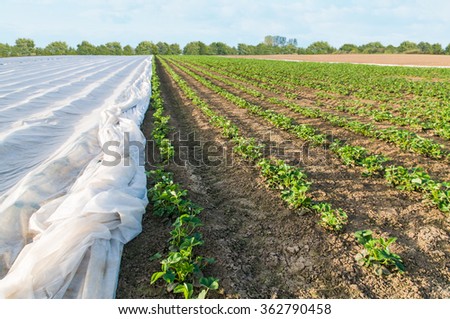 Strawberry cultivation, partially covered with frost protection fleece; Strawberry plantation; Fruit growing