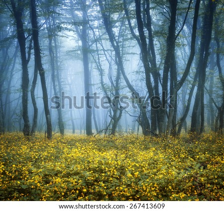 Mysterious dark forest in fog with green leaves and yellow flowers. Beautiful spring morning in Crimea. Magical atmosphere. Fairytale