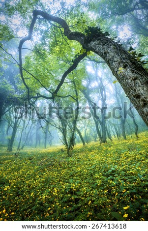 Mysterious forest in fog with green leaves, yellow flowers and blue sky. Beautiful spring morning in Crimea. Magical atmosphere. Fairytale