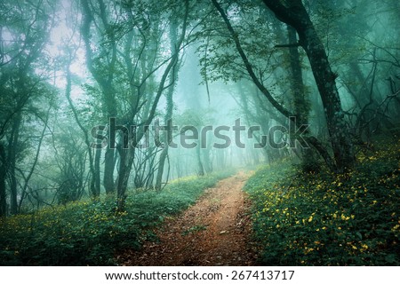Road through a mysterious dark forest in fog with green leaves and yellow flowers. Spring morning in Crimea. Magical atmosphere. Fairytale
