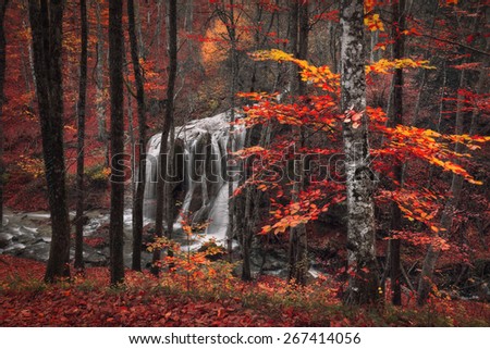 Beautiful waterfall with trees, red leaves, rocks and stones in autumn forest. Silver Stream Waterfall (Autumn forest in Crimea)