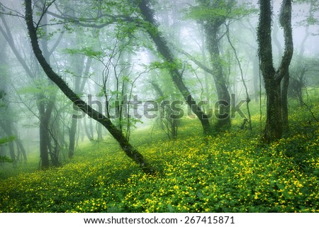 Mysterious beautiful forest in fog with green leaves and yellow flowers. Beautiful spring morning in Crimea. Magical atmosphere. Fairytale