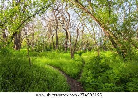 Spring sunset in beautiful magic forest with green plants, trees and trail. Landscape