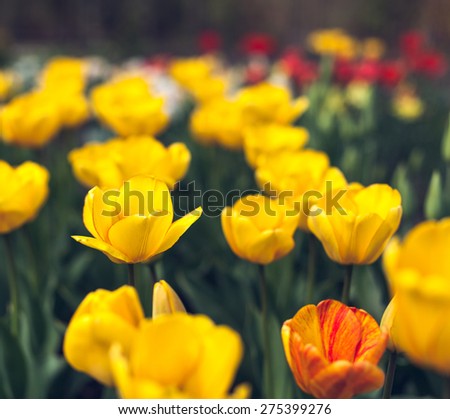 Tulip. Beautiful spring flowers. Art Design. Background