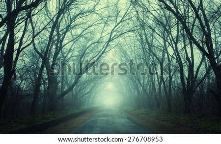Mysterious dark autumn forest in green fog with road, trees and branches . Morning in Crimea
