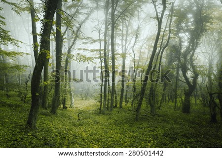 Trail through a mysterious dark forest in fog with green leaves and  flowers. Spring morning in Crimea. Magical atmosphere. Fairytale