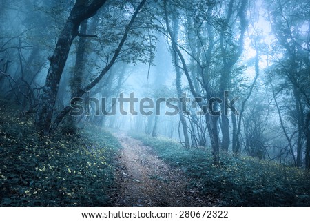 Trail through a mysterious dark forest in fog with green leaves and flowers. Spring morning in Crimea. Magical atmosphere. Fairytale