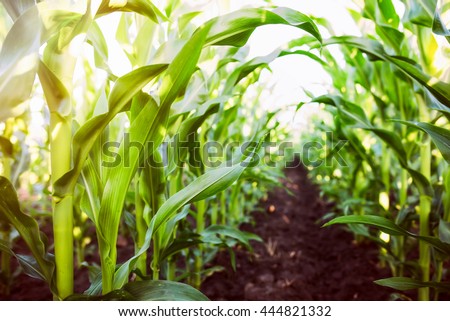 Corn agriculture. Green nature. Rural field on farm land  in summer. Plant growth. Farming scene. Outdoor landscape. Organic leaf. Crop season. Sun in the sky.