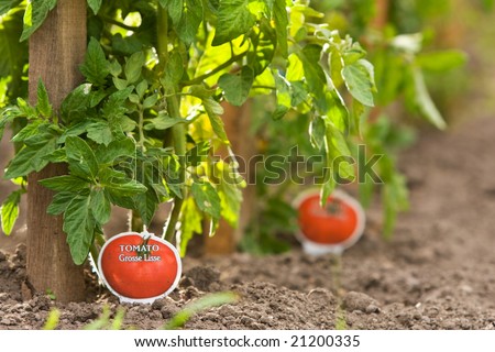 Tomato plants staked and planted in rows