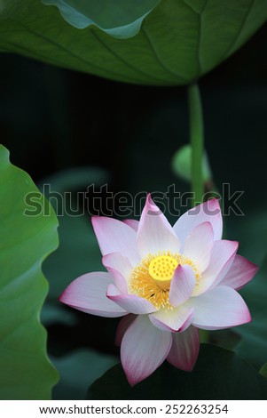 Blooming lotus flower hiding among lotus leaves