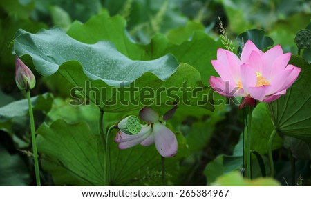 Blooming lotus flowers hiding among lotus leaves