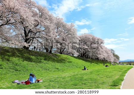 Picnic under the cherry (sakura) blossoms on the meadows by Sewaritei river bank in Yawatashi, Kyoto Japan
