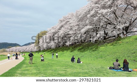 A picnic under the cherry (sakura) blossoms on the meadows by Sewaritei river bank in Yawatashi, Kyoto Japan