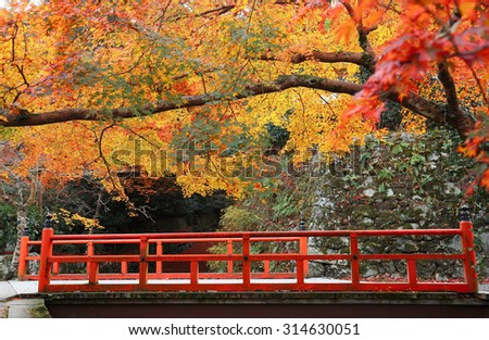 Scenery of Japanese fall foliage ~ A red bridge in a beautiful Japanese garden with fiery maple trees in the background