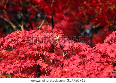 Illuminated autumn leaves ~ bright red foliage of Japanese maple trees under the sunshine