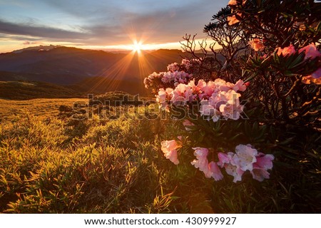 Beautiful sunrise scenery of Hehuan Mountain in central Taiwan in springtime, with lovely Alpine Azalea (Rhododendron) blossoms on grassy fields & sunrays shining through rosy clouds in the background