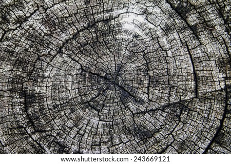 Old tree rings each of a number of concentric rings in the cross section of a tree trunk, representing a single year\'s growth.Look dry and desolate