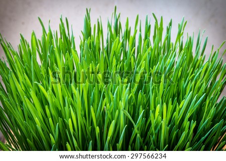 Closeup of the green wheat grass on light gray background