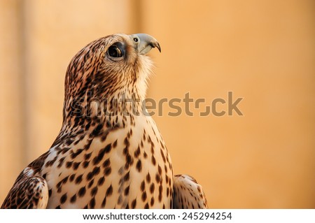 Falcon in the United Arab Emirates