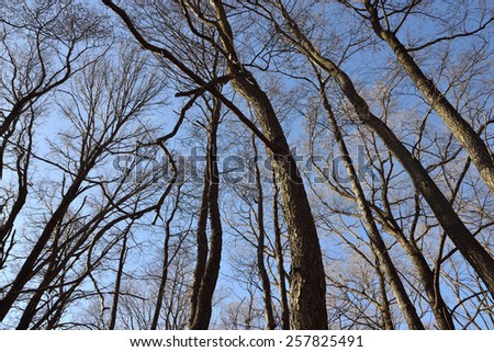 Winter forest and Blue Sky and moon