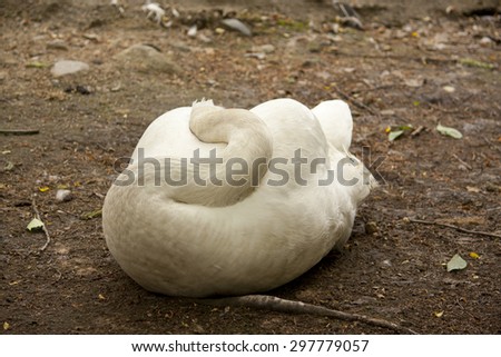 Swan sleeping on the ground