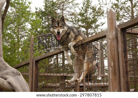 Husky farm. Dog sitting on the fence