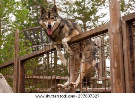 Husky farm. Dog sitting on the fence