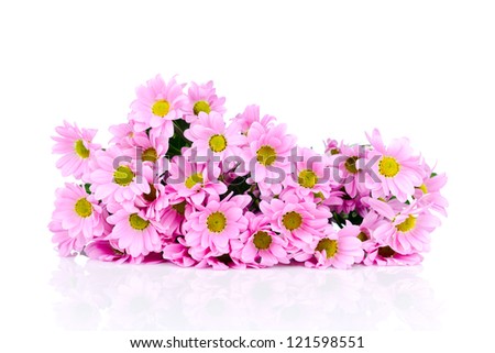 Pink Chrysanthemum isolated on white